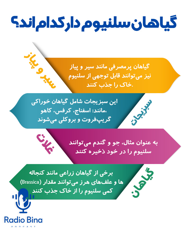 گیاهان سلنیوم دار کداماند؟